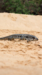 Tegu lizard resting under sunlight on the tropical island of Fernando de Noronha