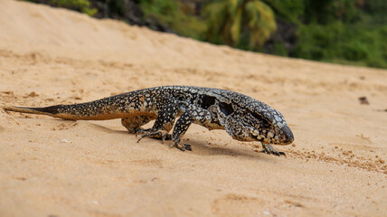 Lagarto teiú na areia de uma praia em Fernando de Noronha, Brasil