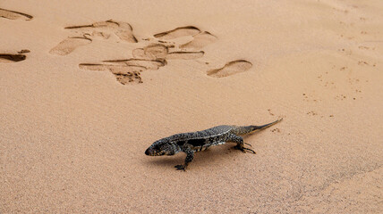 Iguana-preta marinha em rochas costeiras, observando o mar. Reptil adaptado à vida terrestre e aquática, em cenário de fauna tropical e ecossistema do litoral, capturando detalhes de sua pele escura