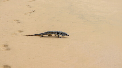 Lagarto Mabuya em close-up sob luz natural em Fernando de Noronha