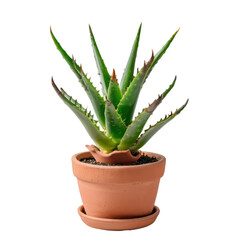 Vibrant Aloe Vera Plant in Terracotta Pot with Natural Soil