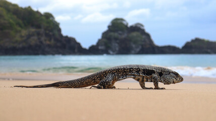 Iguana-preta marinha caminhando em costa rochosa, animal terrestre e aquático. Cena de fauna tropical e vida selvagem, destacando adaptação da espécie ao litoral e à proximidade com o mar