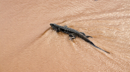 Wild tegu lizard walking on rocks in Fernando de Noronha, Brazil’s tropical paradise.