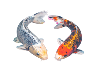 fish on a white background