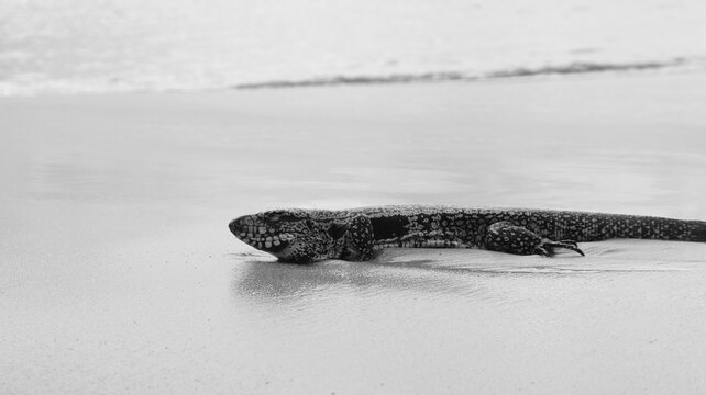 O lagarto mabuia de Fernando de Noronha repousa sobre uma pedra sob o sol tropical, revelando detalhes &uacute;nicos de sua pele e comportamento natural