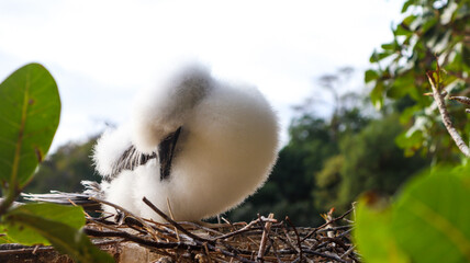 Filhote de atobá exibindo penas macias e claras, olhando o horizonte em área natural com...