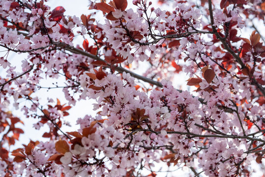 Ciruelo de jard&iacute;n (Prunus cerasifera var. pissardii) floreciendo en un jard&iacute;n o espacio p&uacute;blico de Conc&oacute;n, Chile