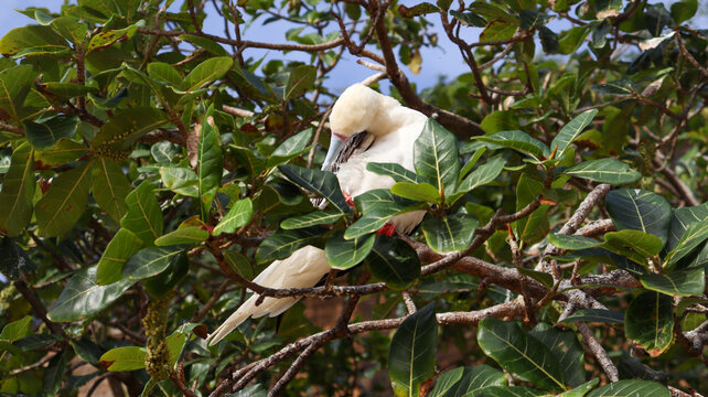 Ave branca pousada entre as folhas em Fernando de Noronha, destacando a fauna protegida do arquip&eacute;lago. Cena natural que revela biodiversidade preservada e comportamento selvagem da esp&eacute;cie