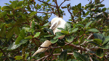 Ave branca repousa em seu ninho entre galhos e folhas, representando a delicadeza da vida silvestre e o equilíbrio natural do ecossistema tropical