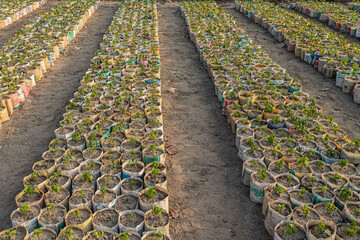 Fresh seedlings growing in tightly packed soil bags under structured curved water pipe arrangement.