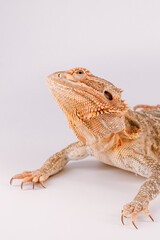 Bearded dragon