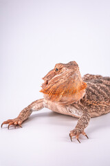 Bearded dragon