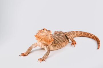 Obraz premium Bearded dragon