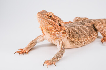 Bearded dragon