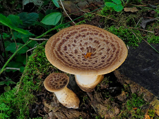 A Top view view of a pair of young Dryads Saddle Mushrooms, Cerioporus squamosus on a decaying tree stump surrounded by foliage.
