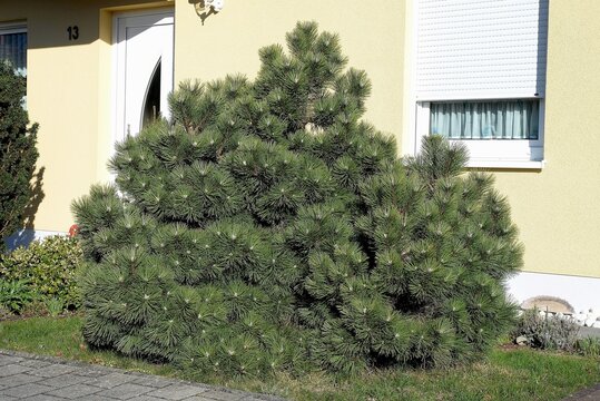 Zwergkiefer