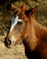 Portrait of a Wild Colt