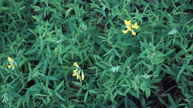 A close-up view of the meadow vetchling wildflower in bloom. Small clusters of bright yellow, pea-like flowers dot the lush green foliage of Lathyrus pratensis.