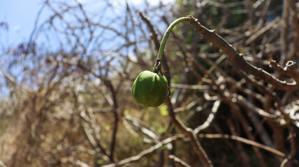 Fruto Macaruja do Serrado em planta, mostrando detalhes da flora de Fernando de Noronha, destacando a biodiversidade única e preservada do arquipélago brasileiro
