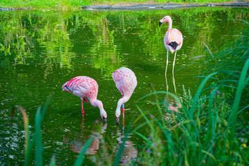 Pink flamingos by artificial wetland in modern city zoo
