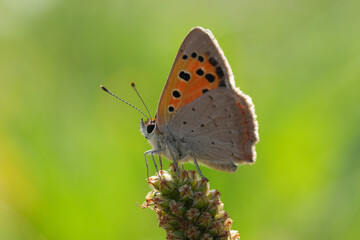 Closeup on a European Common copper butterfly, Lycaena phlaeus against a green blurred background