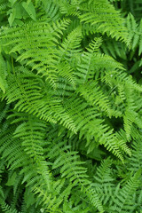 Closeup on the lush green foliage of the cosmopolitan fern, Pteridium aquilinum