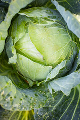 Fototapeta premium top view of a green cabbage in vegetable garden