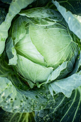 Fototapeta premium top view of a green cabbage in vegetable garden