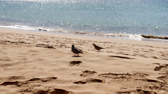 Ave observa a areia e o mar cristalino da Praia em Fernando de Noronha, destacando a fauna local e a rica biodiversidade do arquip&eacute;lago brasileiro
