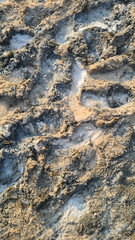 Footprints in wet sand create a textured pattern. The scene captures a close-up view of the sandy surface with visible impressions.