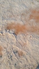 A close-up view of sandy terrain with scattered brown and beige textures. The ground appears dry and cracked, indicating a hot environment.