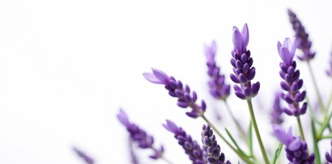Fragrant purple lavender blossoms isolated on pure white , spring, isolated flowers
