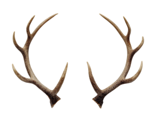 Detailed, symmetrical stag antlers against a black background.  