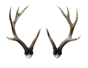 Two symmetrical deer antlers, light gray/brown color, detailed texture, isolated on black background