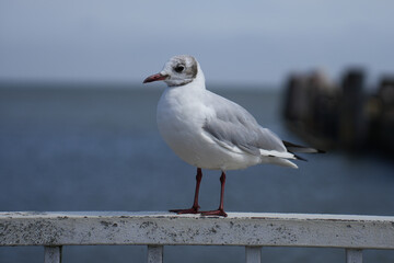 Close-up of a seagull on a railing with the blurred sea and harbor in the background in Cuxhaven, Germany.