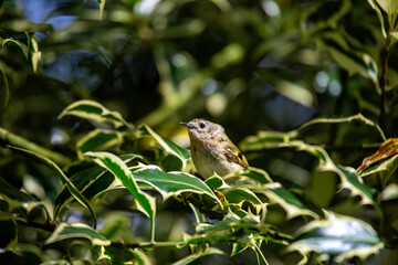 Goldcrest (Regulus regulus) Europe’s smallest bird often found in coniferous woodlands