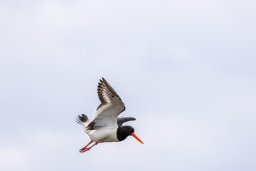 European Oystercatcher (Haematopus ostralegus) commonly found on European coasts