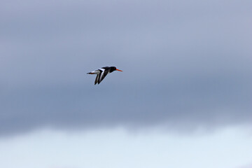 European Oystercatcher (Haematopus ostralegus) commonly found on European coasts