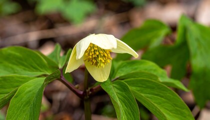 Obraz premium Pale yellow flower in a natural setting.