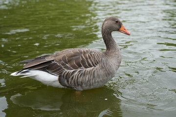 A greylag goose preening its feathers while floating on the water of a canal in Copenhagen, Denmark. © Lukas