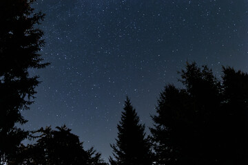 Fototapeta premium A clear night sky filled with countless stars above the dark silhouettes of forest trees. A peaceful and atmospheric view of nature at night.