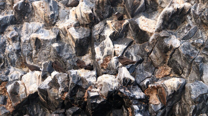 Detalhe das rochas vulcânicas de Fernando de Noronha, evidenciando texturas, padrões e a composição geológica única do arquipélago. Um registro natural rico em formas e cores