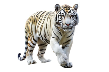 Obraz premium white tiger is walking on a rocky surface isolated on white background PNG,AI GENERATED