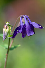 Close up of a purple aquilegia flower in bloom