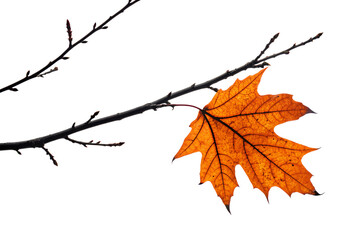 Isolated autumn maple leaf on bare branch with transparent background

