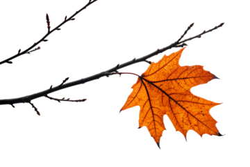 Isolated autumn maple leaf on bare branch with transparent background
