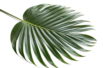 Obraz premium Isolated green palm leaf with glossy texture on transparent background