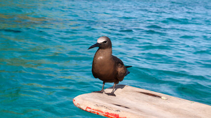 A bird perched on the edge of a boat over calm blue water under warm sunlight