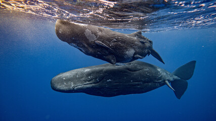 Large whales swim in pairs in the blue ocean. People dive to mammals under water. Blue whale or sperm whale playing in blue water. Underwater shot of a wild whale panting. Aquatic marine animals