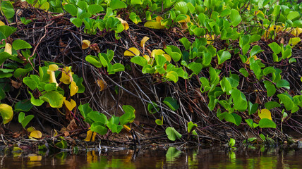 Aerial view of mangrove forest near Sueste Beach in Fernando de Noronha, showing natural ecosystem and coastal beauty.